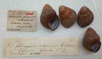 Media type: image; Malacology 101875 Description: An image of specimen MCZ:Mala:101875 and its labels.;